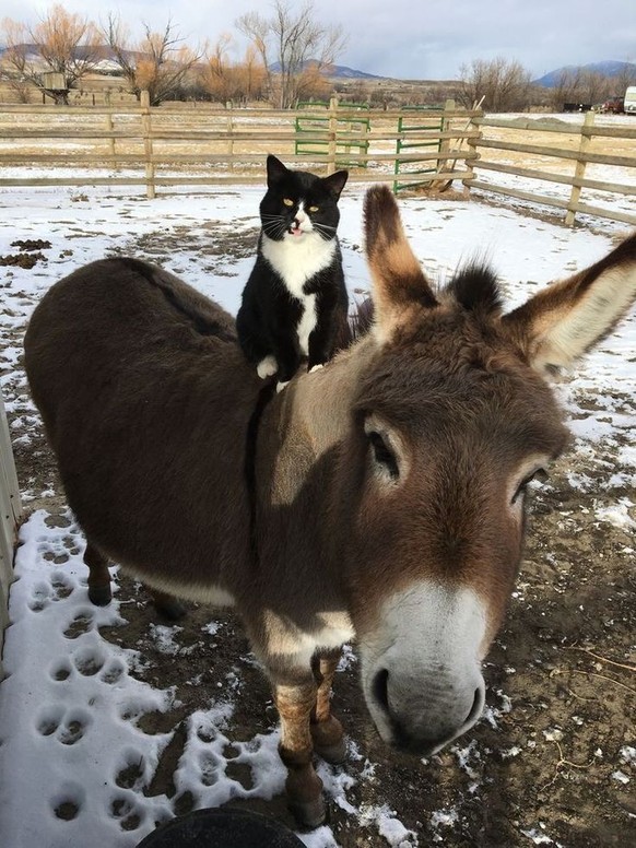 cute news tier katze esel

https://ch.pinterest.com/pin/1121888957178164913/