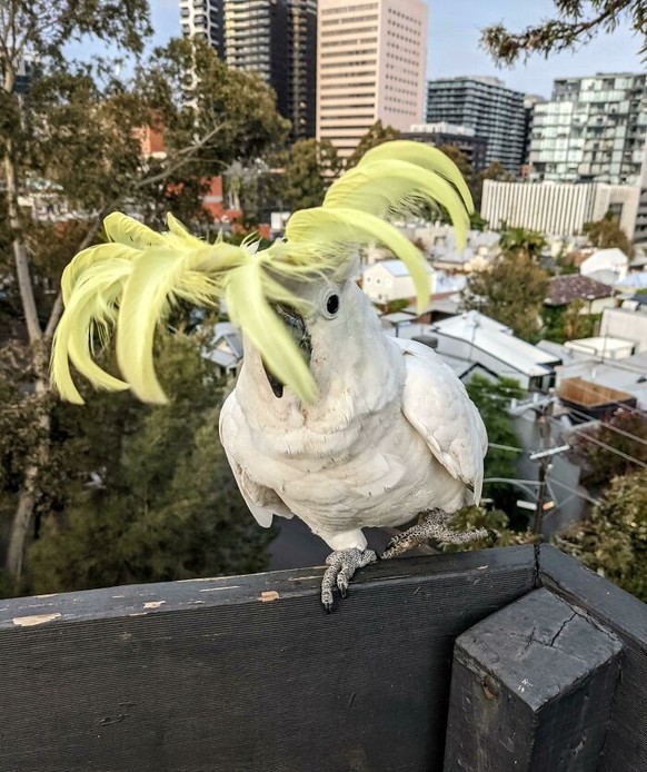 cute news tier vogel kakadu

https://old.reddit.com/r/melbourne/comments/mpxw6u/windy_day_hairdo/