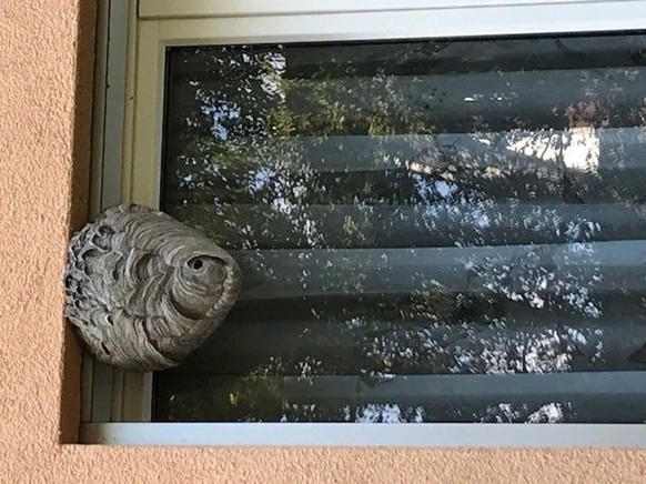 Le nid de la guêpe allemande a une forme similaire à celle d'un ballon.