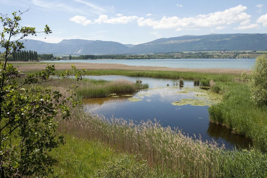La reserve de la Grande Caricaie et la rive sud du Lac de Neuchatel photographies au Centre Pro Natura de Champ-Pittet ce lundi 30 mai 2011 a Cheseaux-Noreaz, Vaud. Le canton de Vaud pourra classer le ...