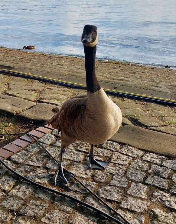 cute news tier 

https://www.reddit.com/r/aww/comments/1hk4q8w/this_is_a_beautiful_canadian_goose_such_a_cute/