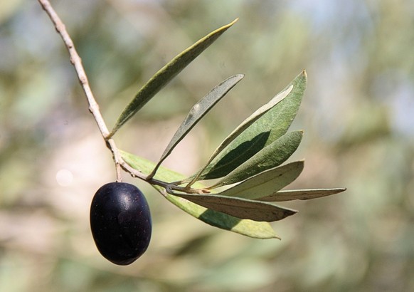 J'ai plus d'inspi, là, donc voici une bête photo d'olive.