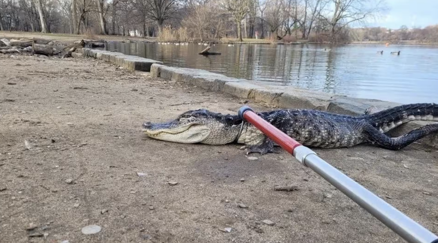 alligator parc new york léthargique drame animaux