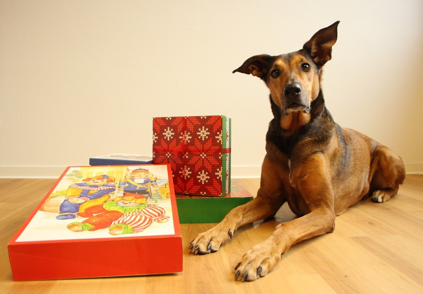 Offrir un animal en cadeau, surtout pour faire une surprise, est une mauvaise idée.