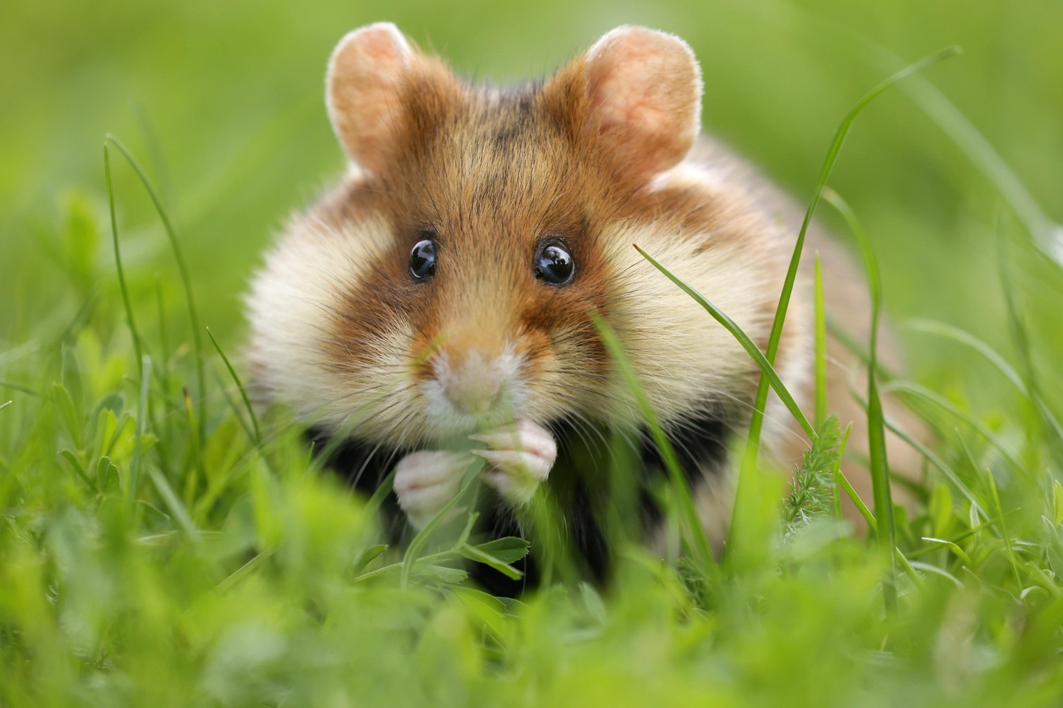 Le «Cricetus cricetus», plus communément grand hamster, n'existe plus qu'en Alsace.