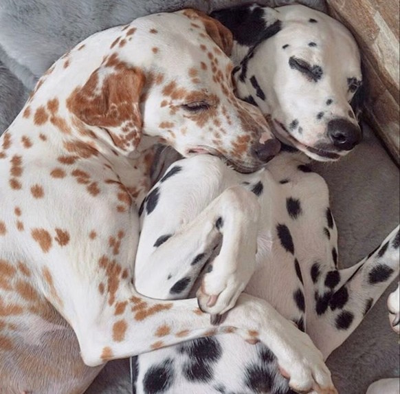 cute news tier hund dalmatiner

https://ch.pinterest.com/pin/4362930883465161/