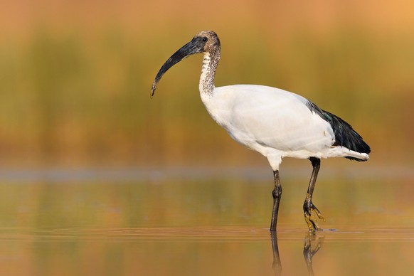 Heiliger Ibis, Pharaonenibis, Pharaonen-Ibis Threskiornis aethiopicus, watet im Flachwasser, Italien, Toskana, Lago Miscelino African sacred ibis Threskiornis aethiopicus, wading in shallow water, Ita ...