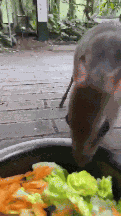 GIF animé