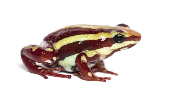 Le poison de la grenouille Epipedobates anthony a tué Navalny