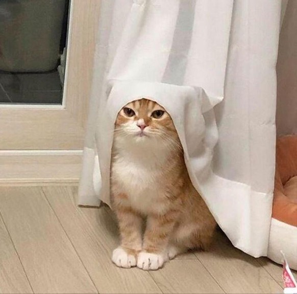 cute news tier katze

https://www.reddit.com/r/FunnyAnimals/comments/1ddi947/may_god_bless_you_sister/