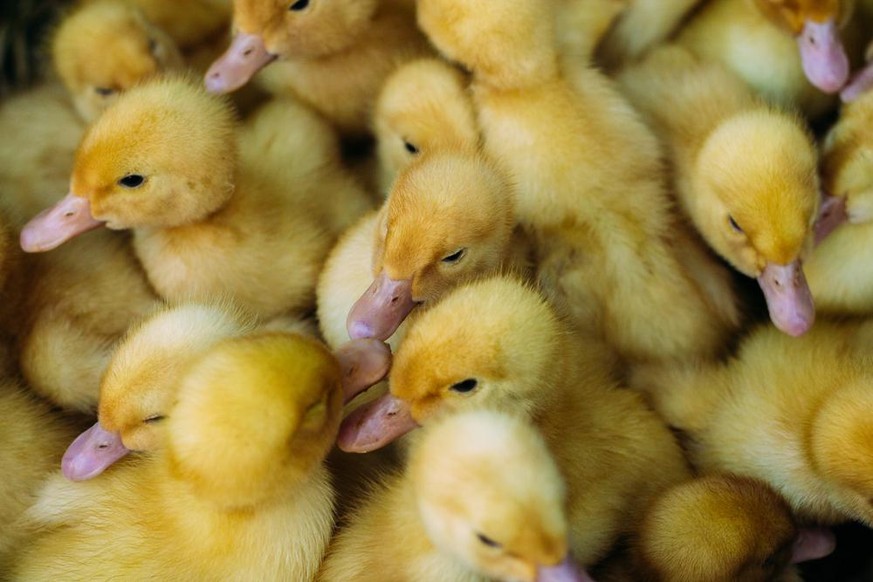 Les mesures visant à lutter contre la grippe aviaire resteront en vigueur au moins jusqu’à la fin du mois de janvier 2022.