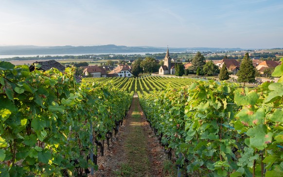 Les vignes de Bonvillars.