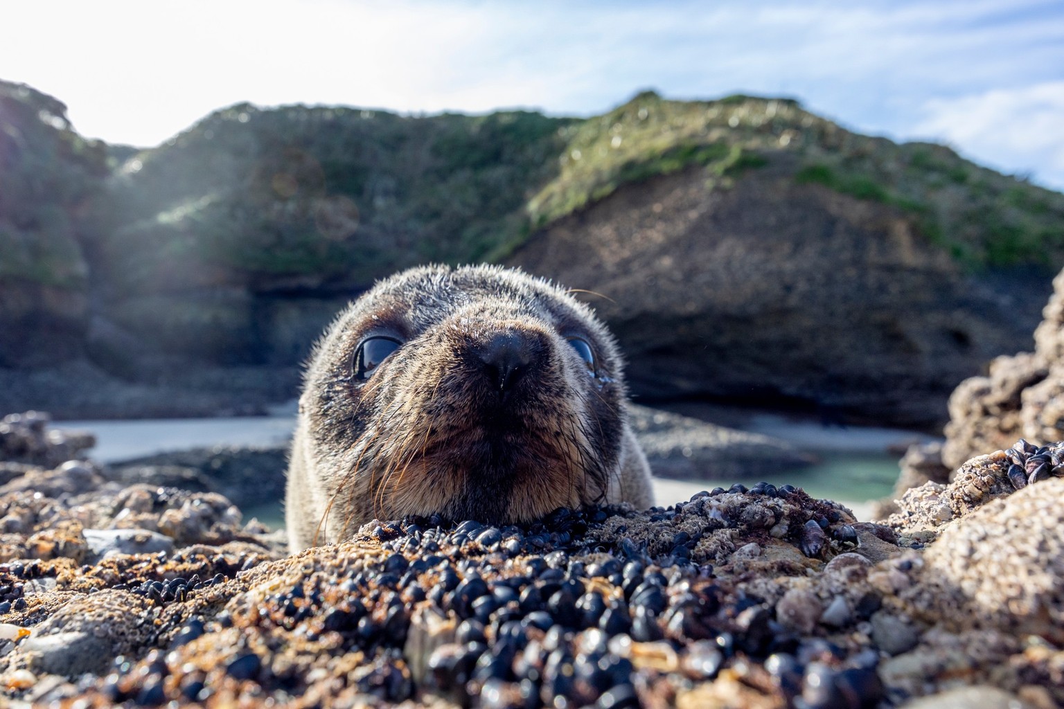 otarie, image d'illustration