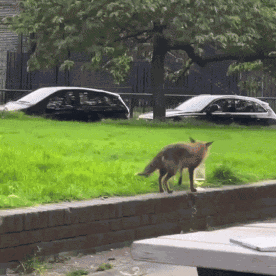 GIF animé