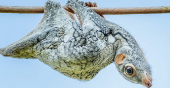 cute news tier riesengleiter colugos

https://www.reddit.com/r/Awwducational/comments/108qlzj/the_colugo_also_known_as_a_flying_lemur_these/