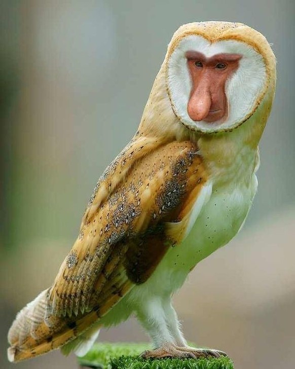 cute news photoshop

https://ch.pinterest.com/pin/1121888957171362077/