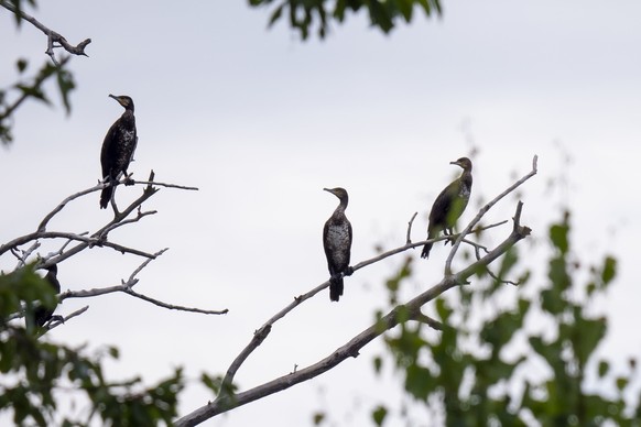 Des cormorans volent dans le ciel dans la reserve naturelle du Fanel sur le lac de Neuchatel ce jeudi 11 juillet 2019 a Anet. La Commission intercantonale de la peche dans le lac de Neuchatel prend de ...