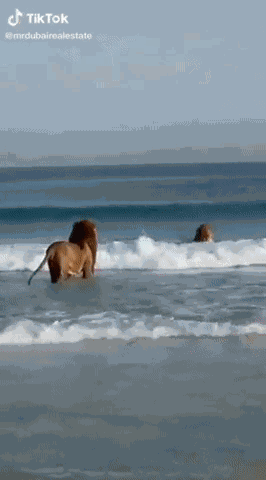 GIF animé