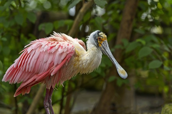 Rosalöffler Platalea ajaja mit seinem typischen löffelförmigen Schnabel *** Rosal spoonbill Platalea ajaja with its typical spoon shaped beak 1026202787