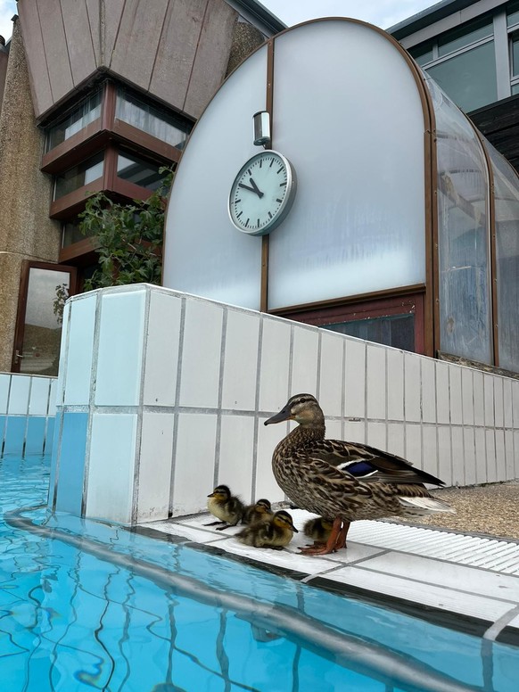 La famille canard au centre thermal d&#039;Yverdon-les-bains.