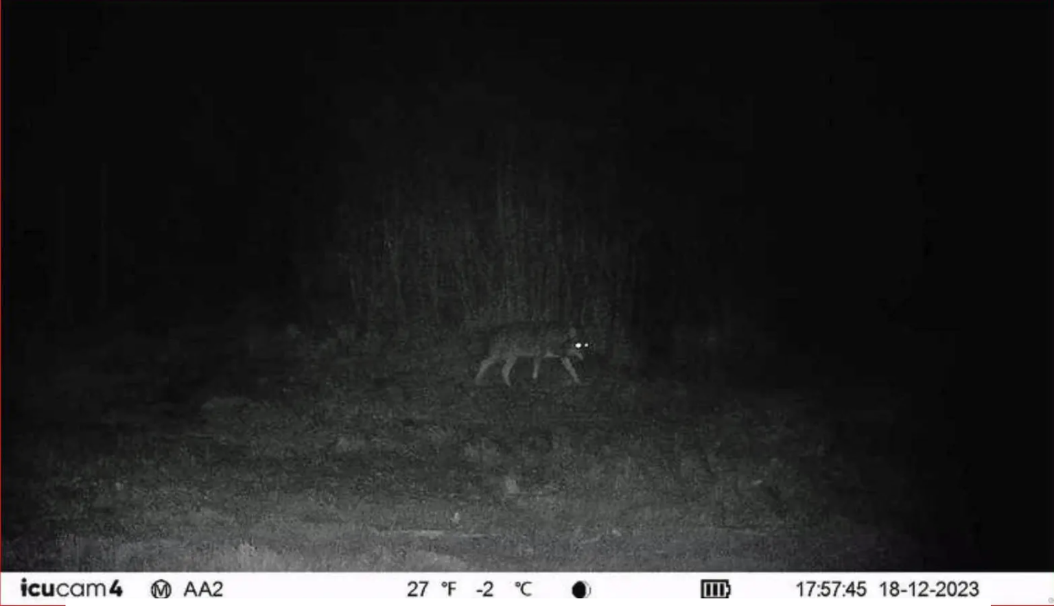 Un loup capturé de nuit le 18 décembre 2023 par un piège photographique en Argovie.