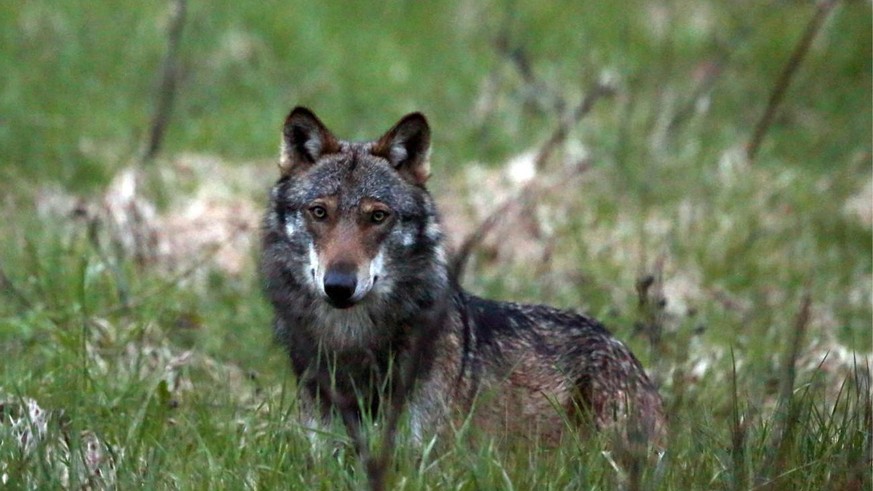 Un loup, vu à l&#039;entrée du village de Bellwald à Obergoms, Valais, le 28 mai 2013.