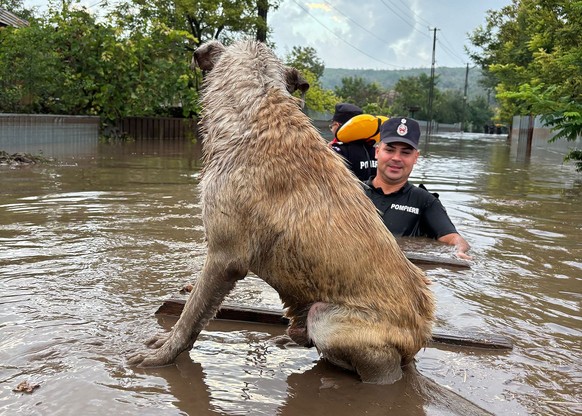 epa11603984 A handout photo made available by the Romanian General Inspectorate for Emergency Situations (IGSU) shows a Romanian rescuer approaching a dog stranded on a high place in the flood-affecte ...