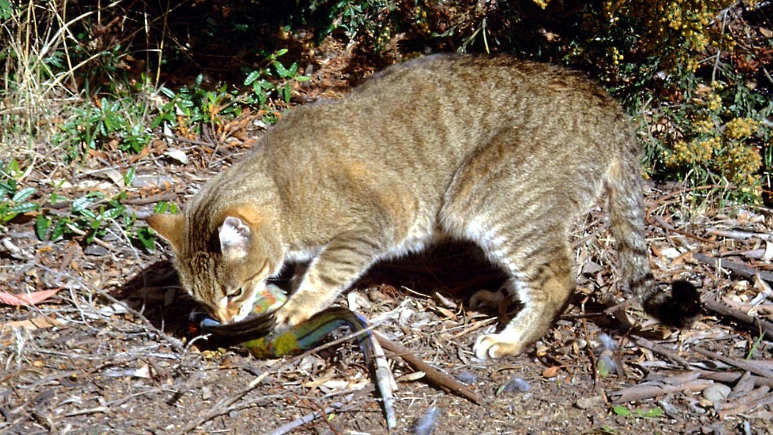In this undated photo provided by the Department of the Environment, a feral cat catches and eats a crimson rosella bird at an unknown location in Australia. Researchers have found that much of the Au ...