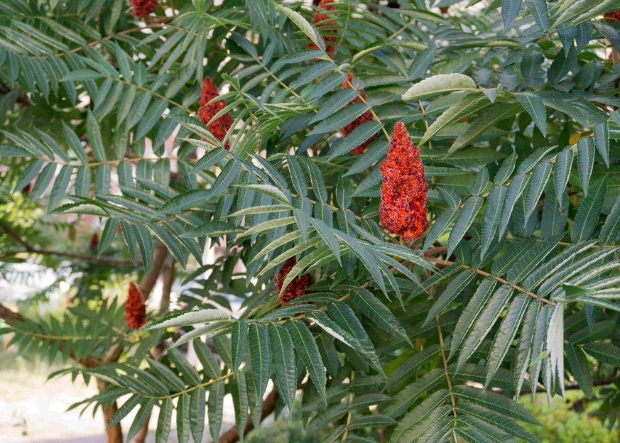 On l'admettra volontiers, le Sumac a un certains charme et de belles couleurs d'automne. Mais ne le laissez pas vous berner, c'est une sale bête!