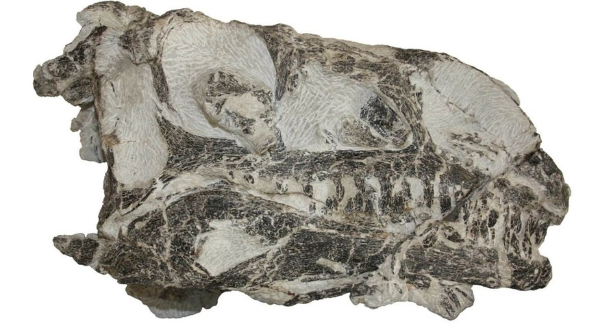 Le crâne d&#039;un dinosaure du groupe des Massopoda récemment découvert dans la carrière d&#039;argile de Frick.