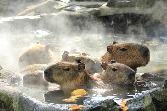 cute news tier capybara

https://imgur.com/t/capybara/DdQTq10