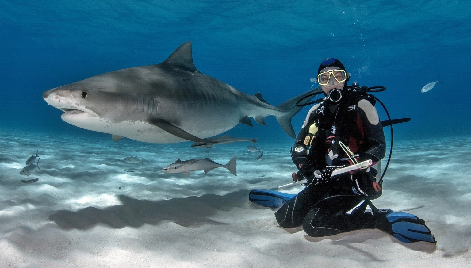 Une rencontre entre un requin et un homme ne se déroule pas toujours de manière aussi paisible qu'entre ce plongeur et un requin-tigre adulte.