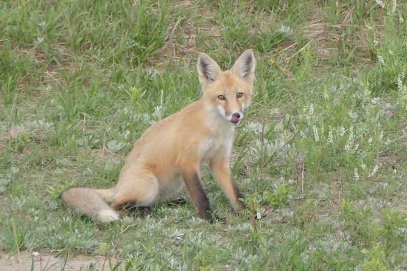cute news tier fuchs

https://www.reddit.com/r/foxes/comments/1in0qne/growing_into_their_tails/