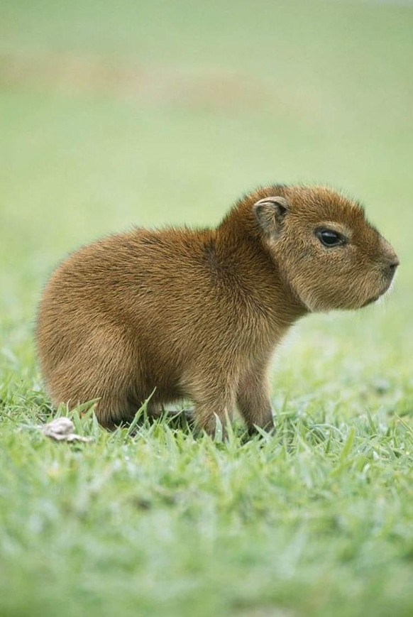 cute news tier capybara

https://www.reddit.com/r/capybara/comments/18wq3up/smol_bara/