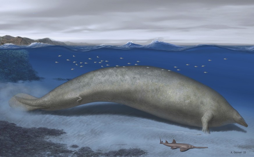 In this 2023 artist illustration by Alberto Gennari, Perucetus colossus is reconstructed in its coastal habitat, with an estimated body length: ~20 meters. A new species of ancient whale might be the  ...