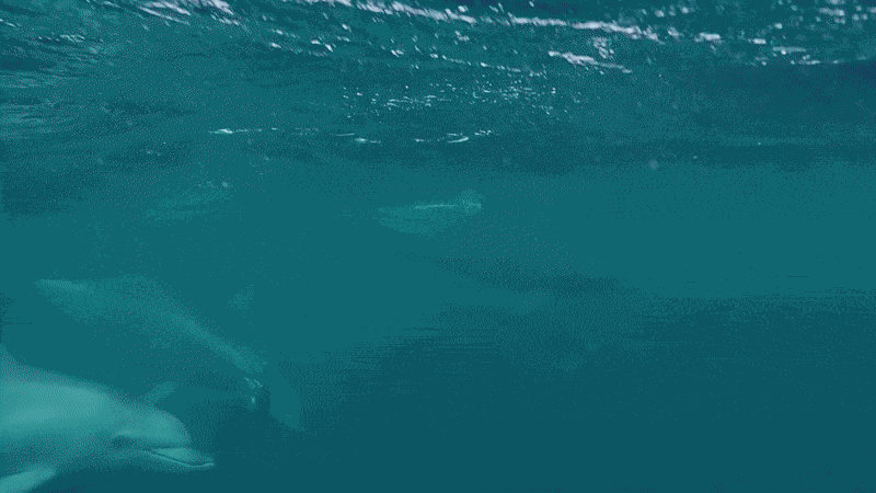 GIF animé