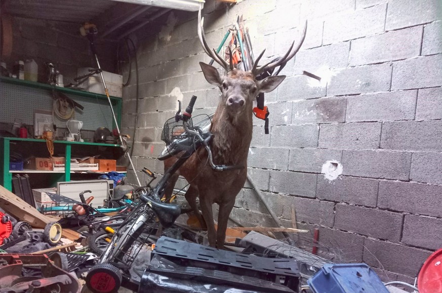 Le pauvre animal, comme un sapin de Noël, après plusieurs heures de panique dans le garage.