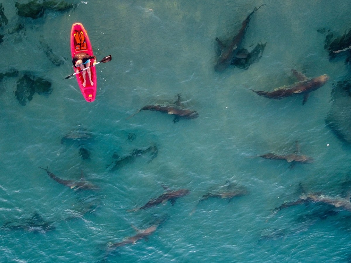 Une combinaison de surf qui protège des attaques de requin