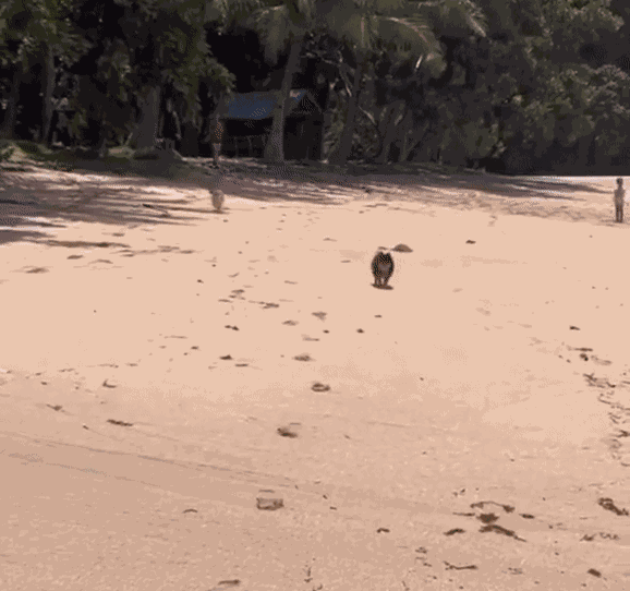 GIF animé