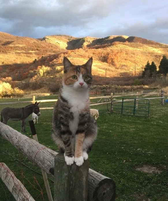 cute news tier katze

https://www.instagram.com/p/DZ6Gf6FGBd7/?img_index=2