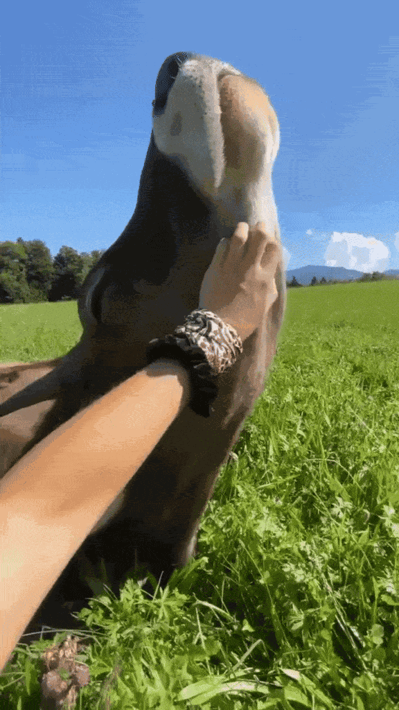 GIF animé