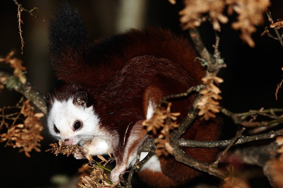 cute news tier Rot-Weisses Riesengleithörnchen