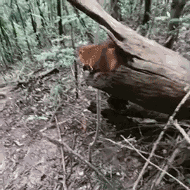 GIF animé