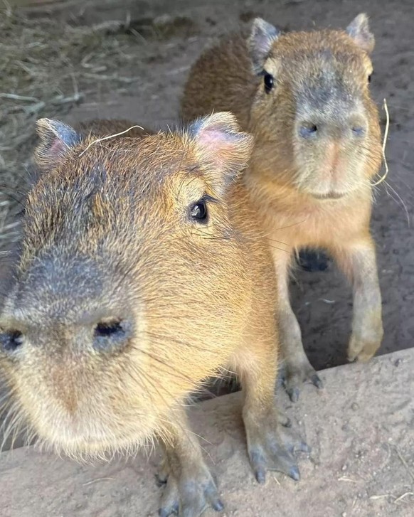 cute news animal tier capybara

https://imgur.com/t/aww/5c7dCbw