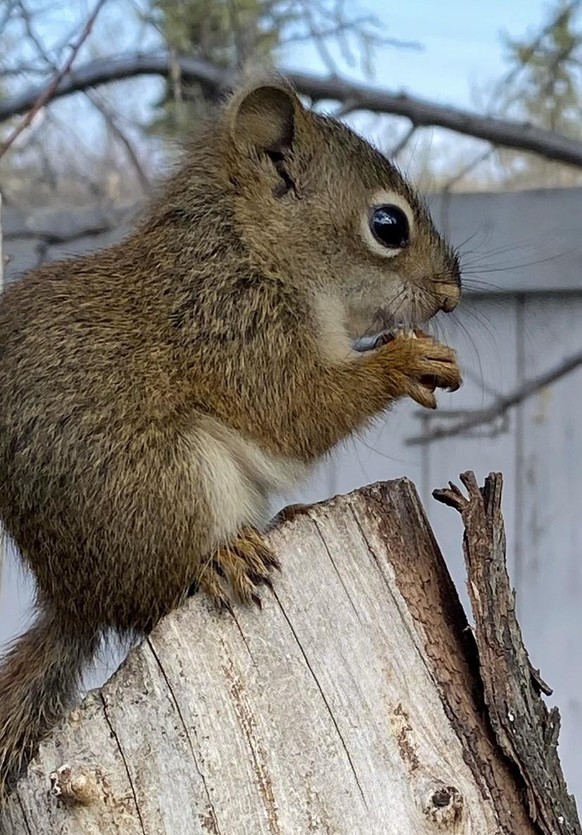 cute news animal tier eichhörnchen squirrel eiche

https://imgur.com/t/aww/P0zBla5