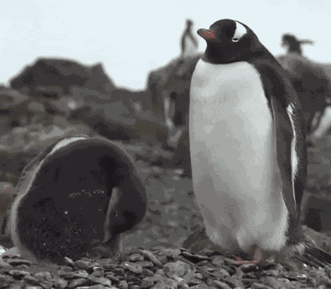 GIF animé