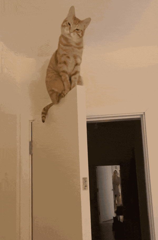 GIF animé