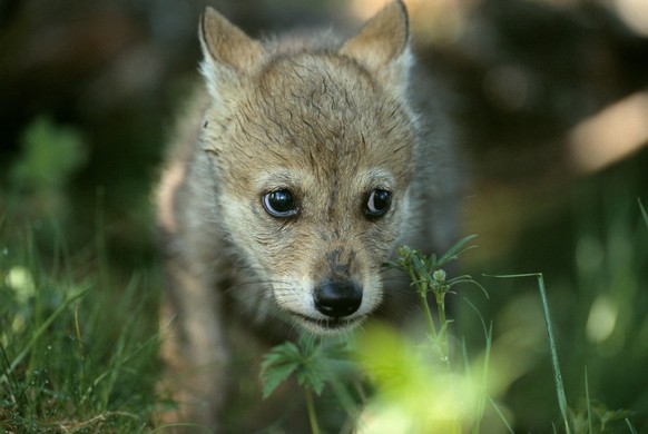 UNDATIERTES HANDOUT - Seit genau 20 Jahren gehoert der Wolf wieder zur Schweizer Natur. Doch wo er aufheult, heult es zurueck: Viele Nutztierhalter tun sich immer noch schwer. Dabei hat sich der Herde ...