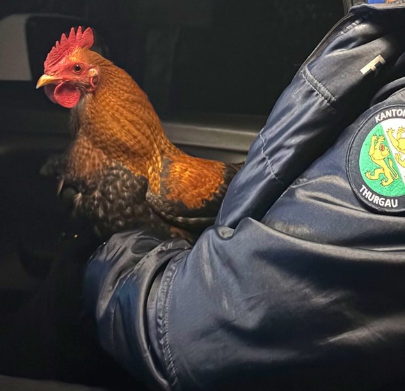 Un coq récupéré par la police thurgovienne.