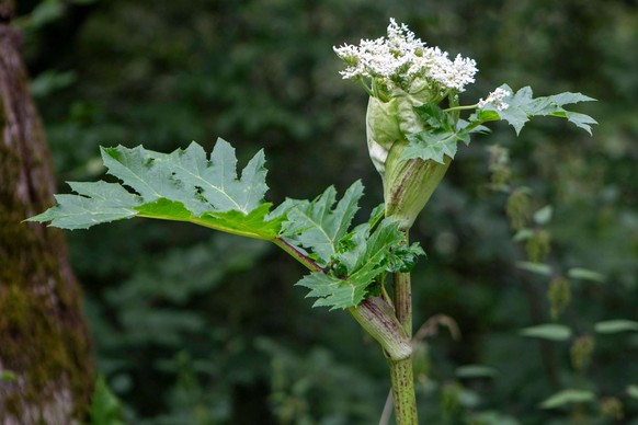 Bien que la floraison soit semblable à d'autres entrées de cette liste, les feuilles de la Berce du Caucase sont très distinctes. Elle fleurit de juillet à septembre.